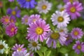 A carpet of multicolored flowers. Pale pink cosmea flowers on a flower bed. Lots of beautiful flowers