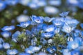 Carpet of Nemophila, or baby blue eyes flower Royalty Free Stock Photo