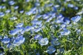 Carpet of Nemophila, baby blue eyes flower in early summer. Royalty Free Stock Photo