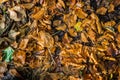 Carpet of orange colored beech leaves and twigs Royalty Free Stock Photo