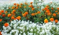 A carpet of orange and white flowers, blooming in summer on a flower bed, creates a beautiful pattern in garden and on alley Royalty Free Stock Photo