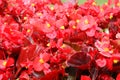 A carpet of petals of red flowers Royalty Free Stock Photo