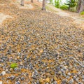 A carpet of pine cones in the forest