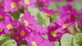 Carpet of pink magenta primrose flowers. Purple flowers of primula juliae in march.