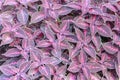 carpet from plants with carved violet leaves