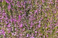 Carpet of purple flowers Royalty Free Stock Photo