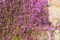 Carpet of purple flowers on rock Royalty Free Stock Photo