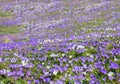 Carpet of purple and white spring crocus in the alps Royalty Free Stock Photo