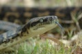 Carpet Python Royalty Free Stock Photo