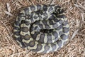 Carpet Python Royalty Free Stock Photo