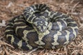 Carpet Python Royalty Free Stock Photo