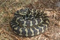 Carpet Python Royalty Free Stock Photo