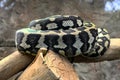 Carpet Python Curled up Royalty Free Stock Photo