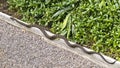 Carpet Python (Morelia spilota) snake