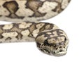 Carpet python - Morelia spilota variegata Royalty Free Stock Photo