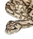 Carpet python - Morelia spilota variegata Royalty Free Stock Photo