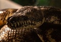 Carpet Python. Morelia spilota variegata Royalty Free Stock Photo