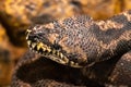 Carpet Python. Morelia spilota variegata Royalty Free Stock Photo