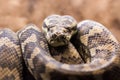 Carpet python - Morelia spilota variegata