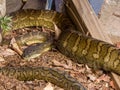 Carpet Python in Queensland Australia Royalty Free Stock Photo
