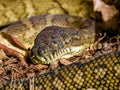 Carpet Python in Queensland Australia Royalty Free Stock Photo