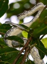 Carpet python snake striking