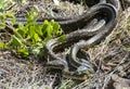 Carpet python snakes mating .