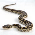 carpet python in Transparent Background Closeup of a Boa Constrictor Showing Detailed Scales and Pattern Royalty Free Stock Photo