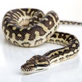carpet python in Transparent Background Closeup of a Boa Constrictor Showing Detailed Scales and Pattern Royalty Free Stock Photo