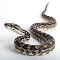 carpet python in Transparent Background Closeup of a Boa Constrictor Showing Detailed Scales and Pattern Royalty Free Stock Photo