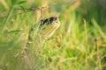 Carpet Python