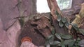 Carpet pythons in zoo