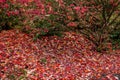 Carpet of red leaves in autumn Royalty Free Stock Photo