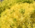 Carpet sedum, beautiful yellow and green sprout.