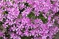 Carpet of small purple flowers Royalty Free Stock Photo
