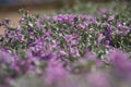 A carpet of small purple flowers with silvery leaves blurred foreground Royalty Free Stock Photo