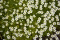 The carpet of small white flowers Royalty Free Stock Photo