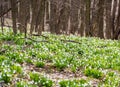 Carpet of snowdrops Galanthus plicatus in spring forest