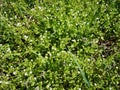 A carpet of spring flowers `kaluzhnitsa` on a meadow