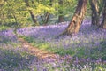 Carpet of bluebell flowers in woodland Royalty Free Stock Photo
