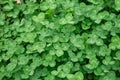 Glade clover, green grass natural background