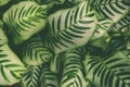 Carpet of tropical plants , summer spring background, stylishly tinted pattern of jungle Royalty Free Stock Photo