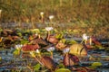 A carpet of water lilies on the Boteti river in Botswana Royalty Free Stock Photo