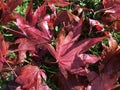 Carpet of wet, red autumn leaves under a tree Royalty Free Stock Photo