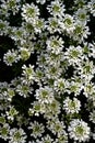 A carpet of white flowers. Patterns of nature. Beautiful plant. Signs of spring. Royalty Free Stock Photo