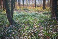 Carpet of white fresh snowdrops in spring forest