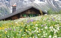 Carpet of wild alpine flowers in front of a chalet tucked in the Bernese Alps near the mountain village of Murren Royalty Free Stock Photo