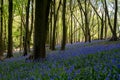 Carpet of wild bluebells amidst the trees in a wood at Ashridge, UK Royalty Free Stock Photo