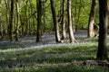 Carpet of wild bluebells amidst the trees in a wood at Ashridge, UK Royalty Free Stock Photo