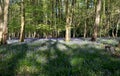 Carpet of wild bluebells amidst the trees in a wood at Ashridge, UK Royalty Free Stock Photo